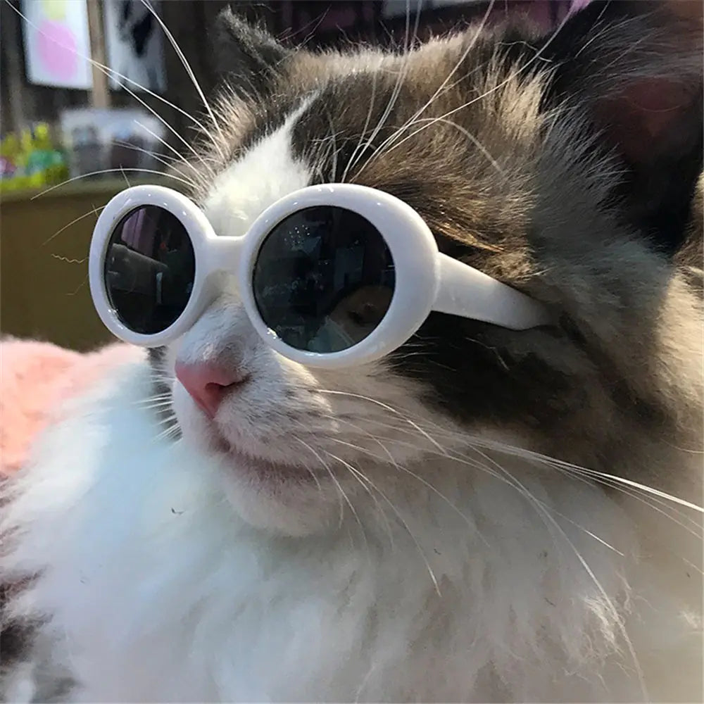 Pet Eyeglasses Accessory